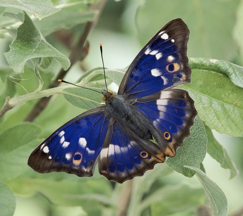 Morpho helenor бабочка