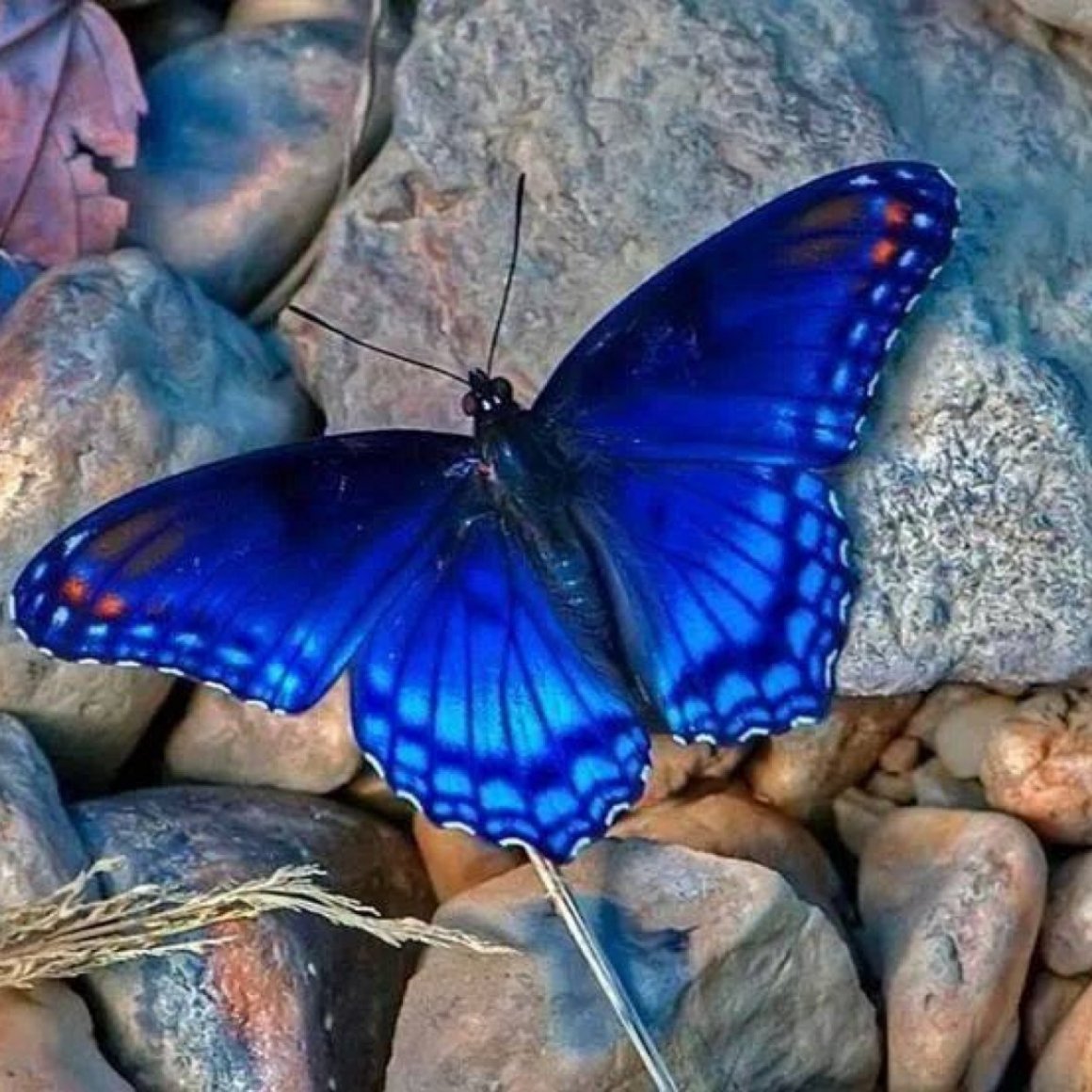 синий, бабочка, падать PNG рисунок, синяя бабочка картинки пнг файлы - Pngtree