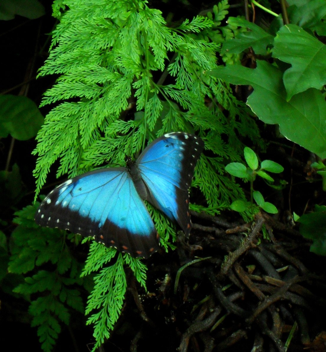 Morpho granadensis