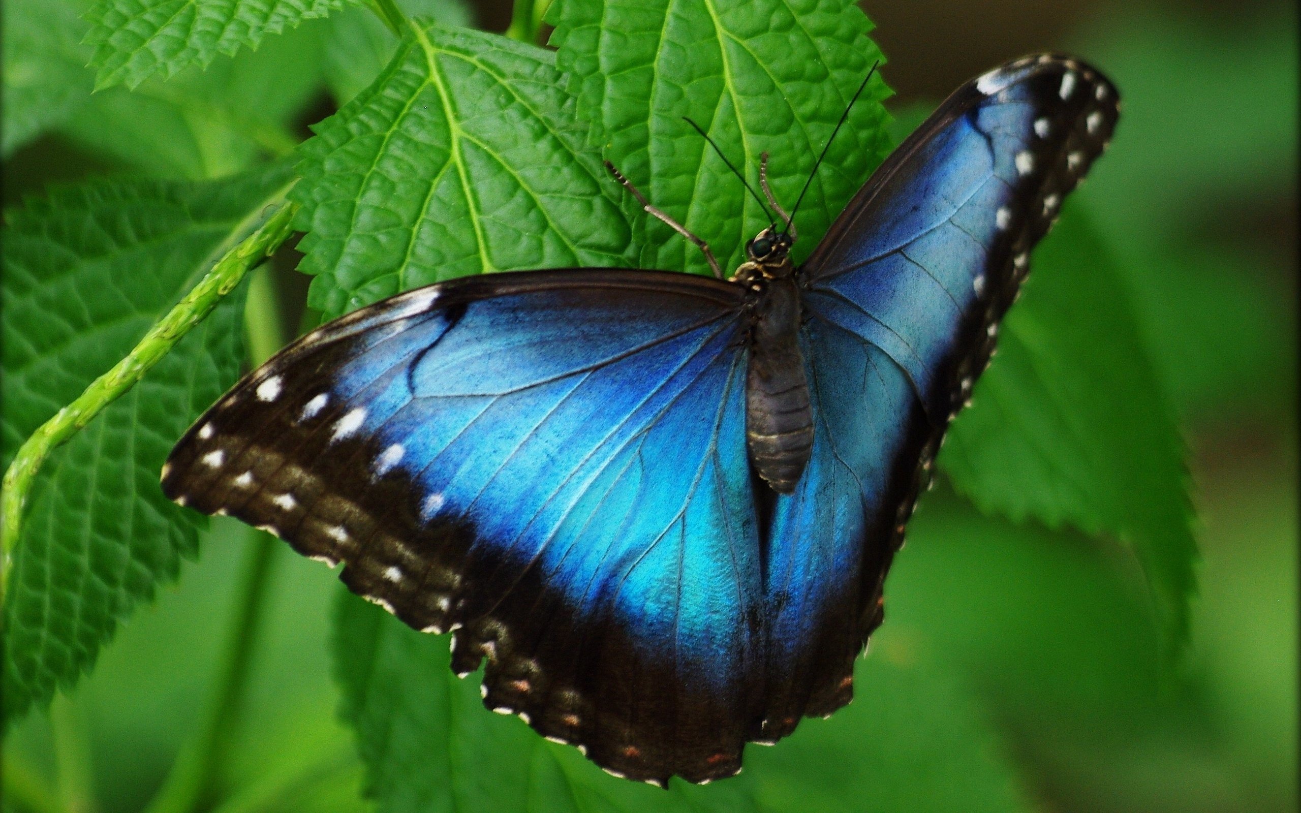 Розово голубая бабочка. Бабочка Морфо Дидиус. Бабочка голубая орденская. Бабочка Морфо Амфитрион. Бабочка калифорнийский Махаон.