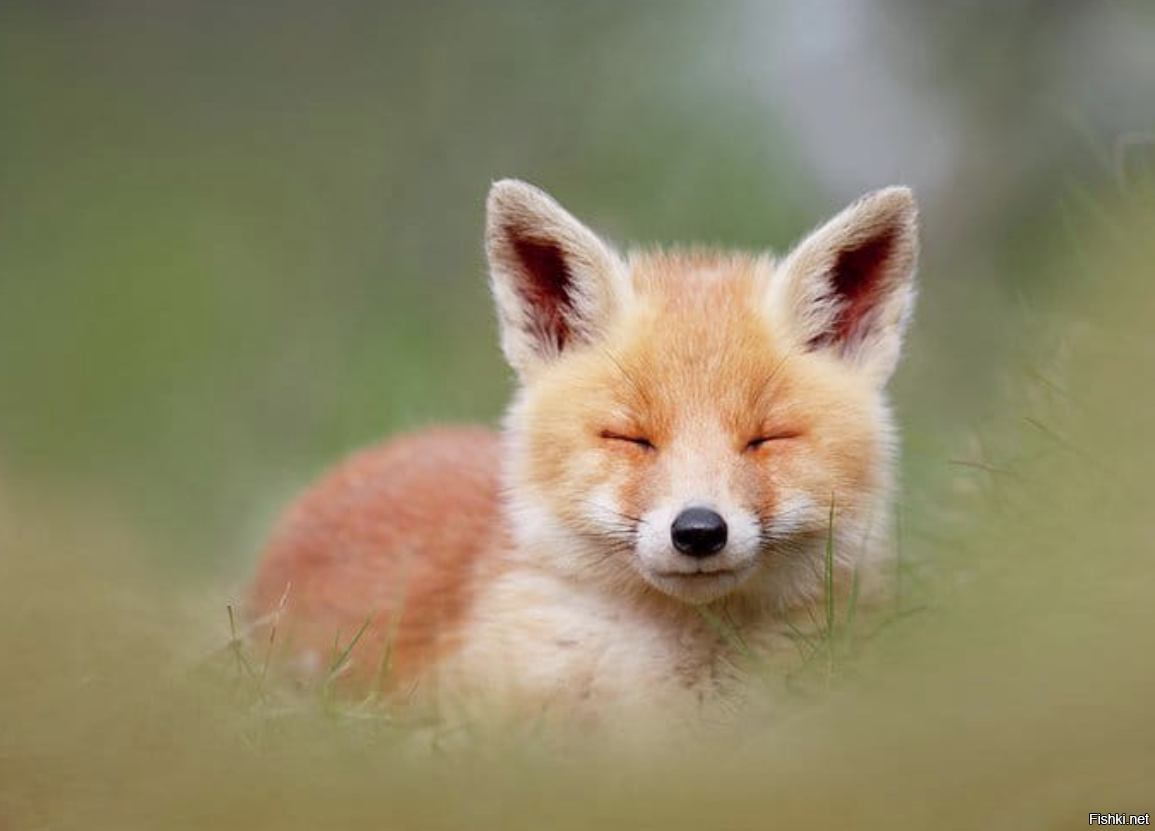 Бейби Фокс лиса
