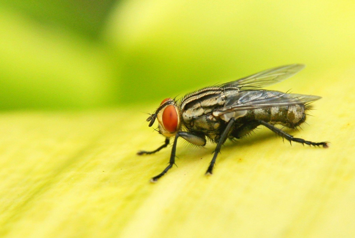 Муха жигалка