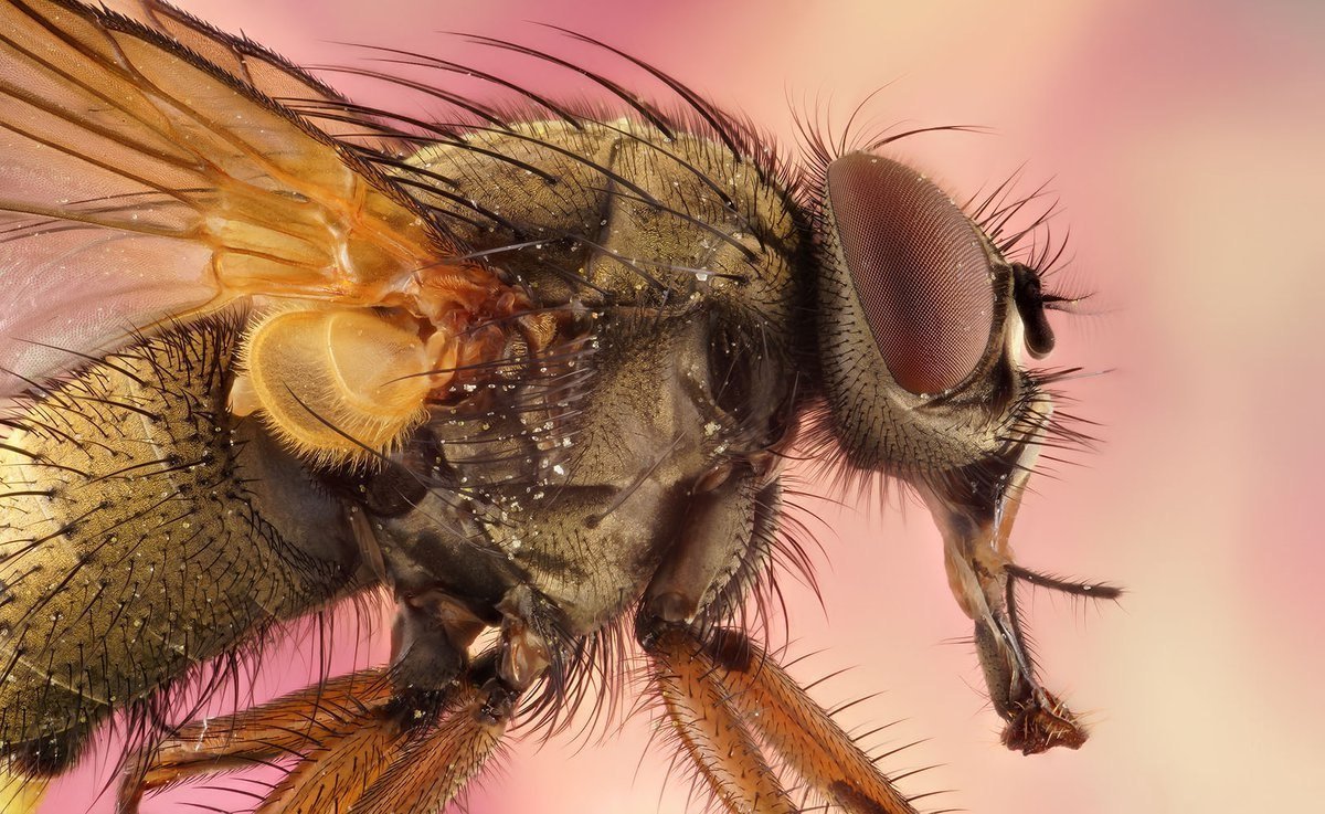 Муха тахина Цветочная