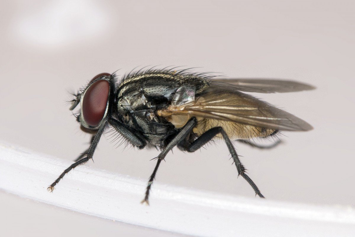 Красочная Муха