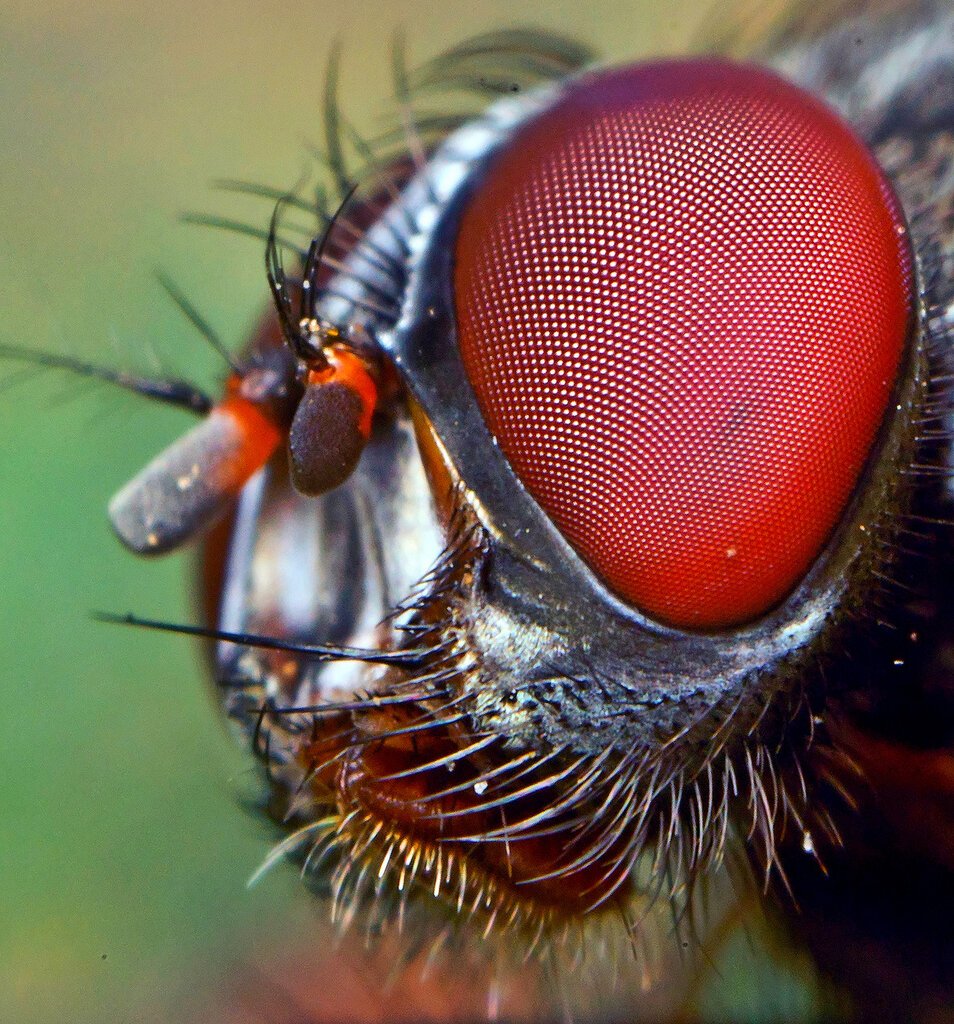 Овод насекомое