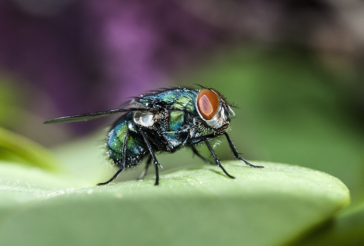 Муха ЦЕЦЕ зеленая