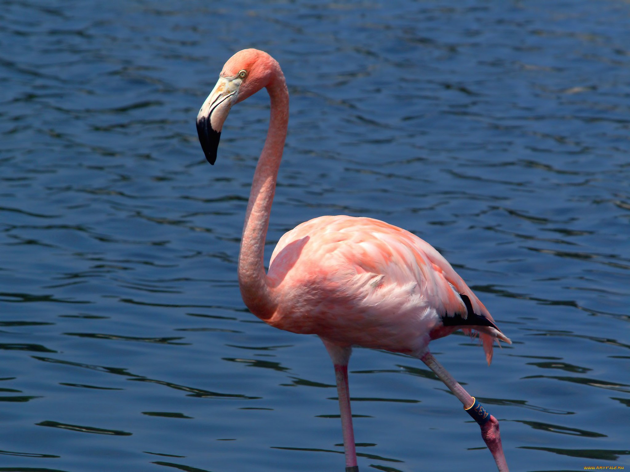 Какое животное розовое. Фламинго обыкновенный розовый. Птицы Африки Фламинго. Обыкновенный Фламинго Алтайский край. Розовый Африканский Фламинго.
