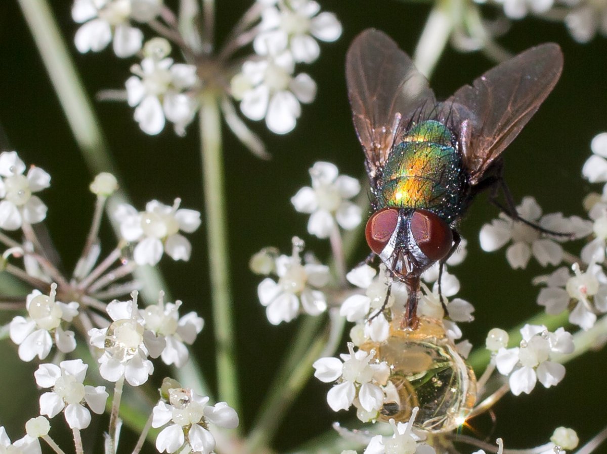 Chrysis ignita насекомое