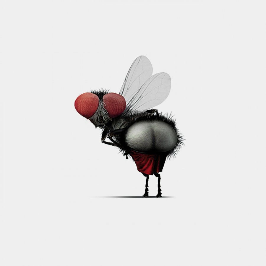 Червеедка обыкновенная Муха