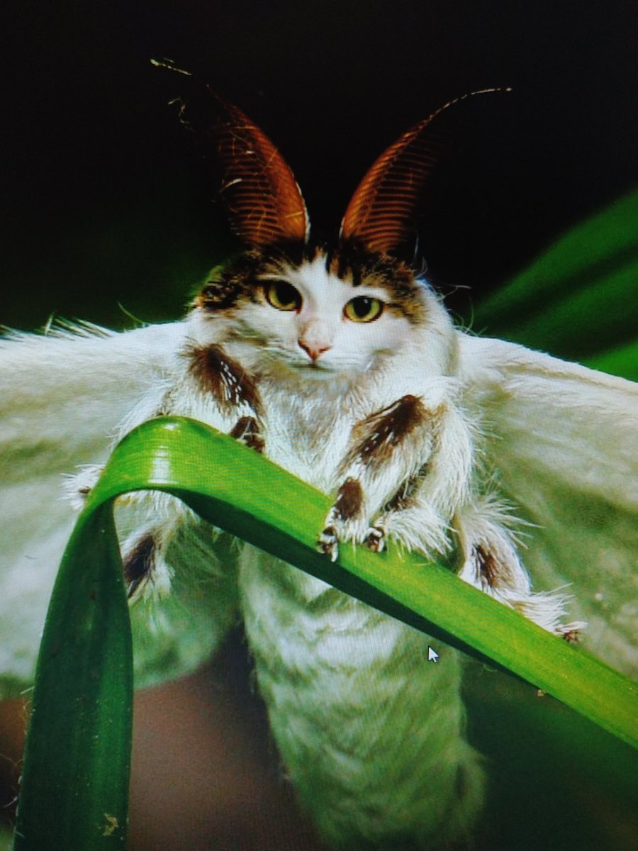 Венесуэльский пуделевый мотылек