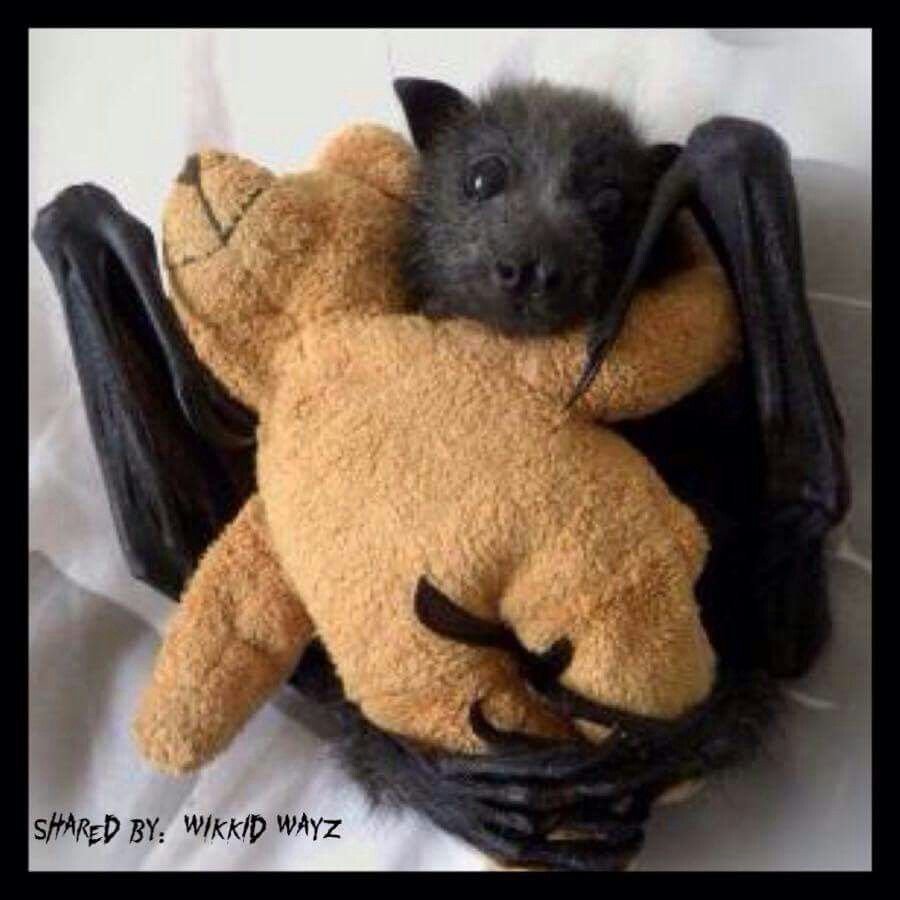 Летучая мышь милая