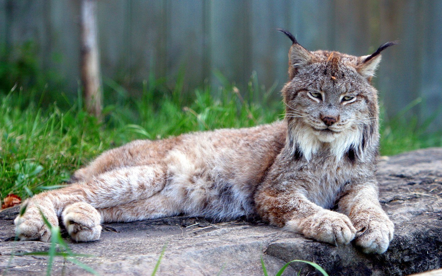 Рысь в москве. Канадская Рысь. Рысь — Lynx Lynx. Сибирская Рысь. Канадская Рысь самец.