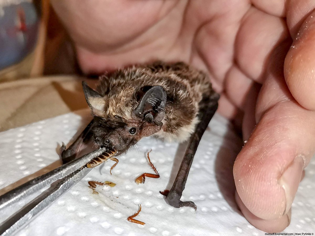 Фото самой маленькой летучей мыши