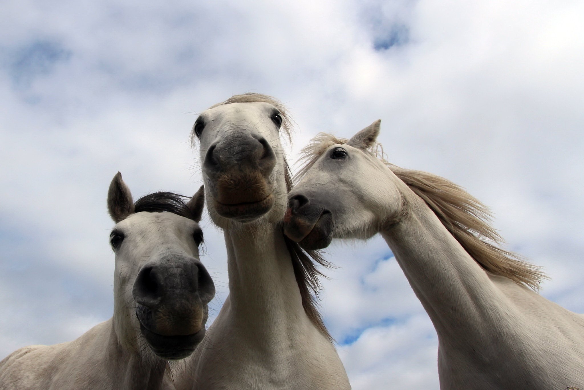 Три лошадки. Лошади. Белый конь. Три коня. Смешная лошадь.