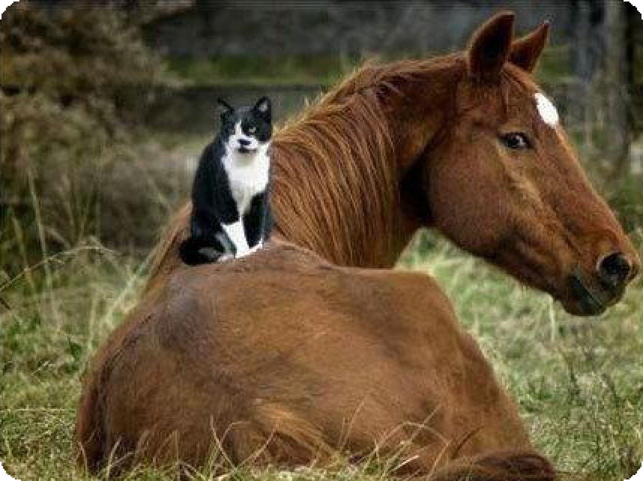 Кошка лошадка. Животные лошади. Кот на лошади. Забавные лошадки. Лошадь и кошка.