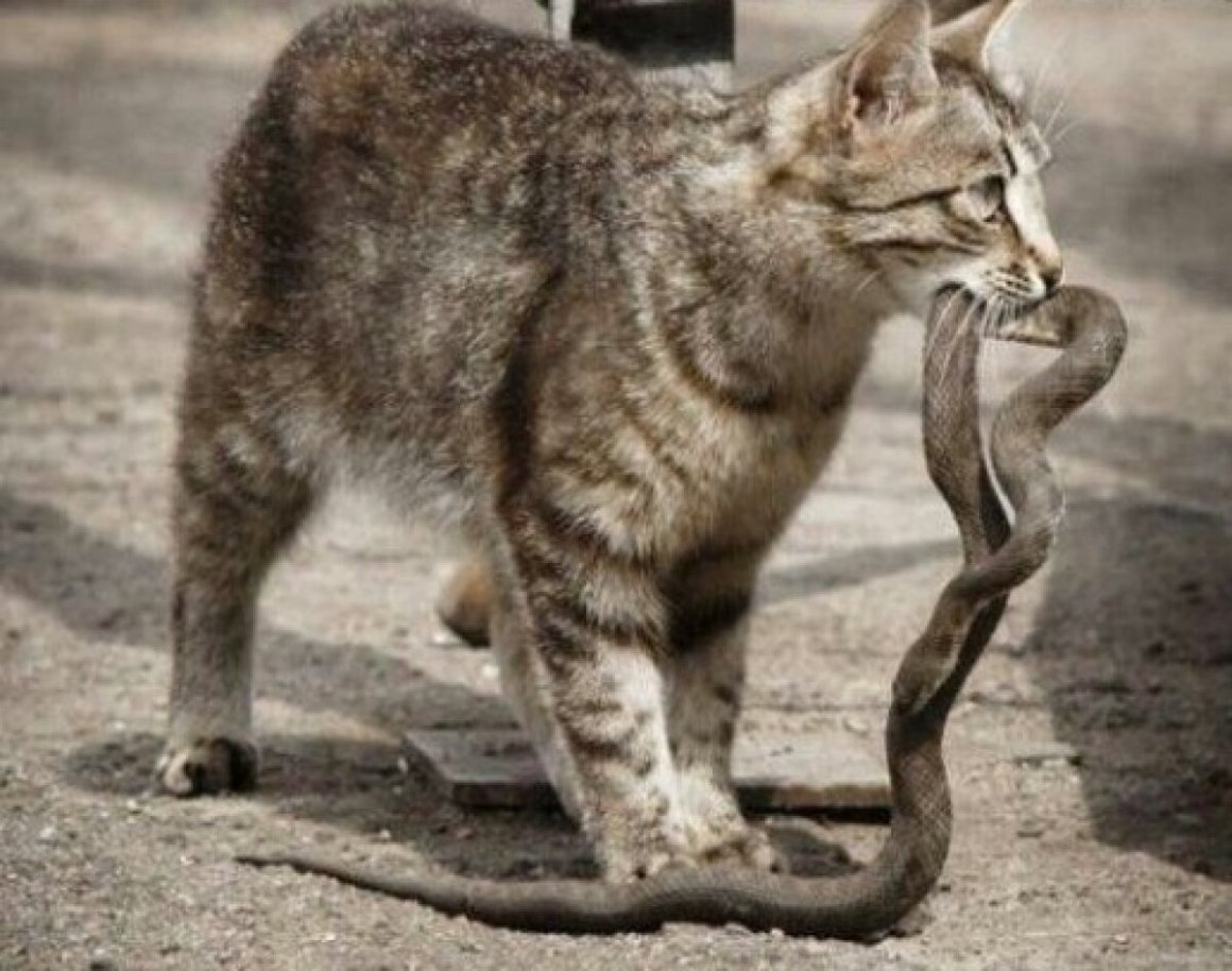 Мышка сидит на кошке