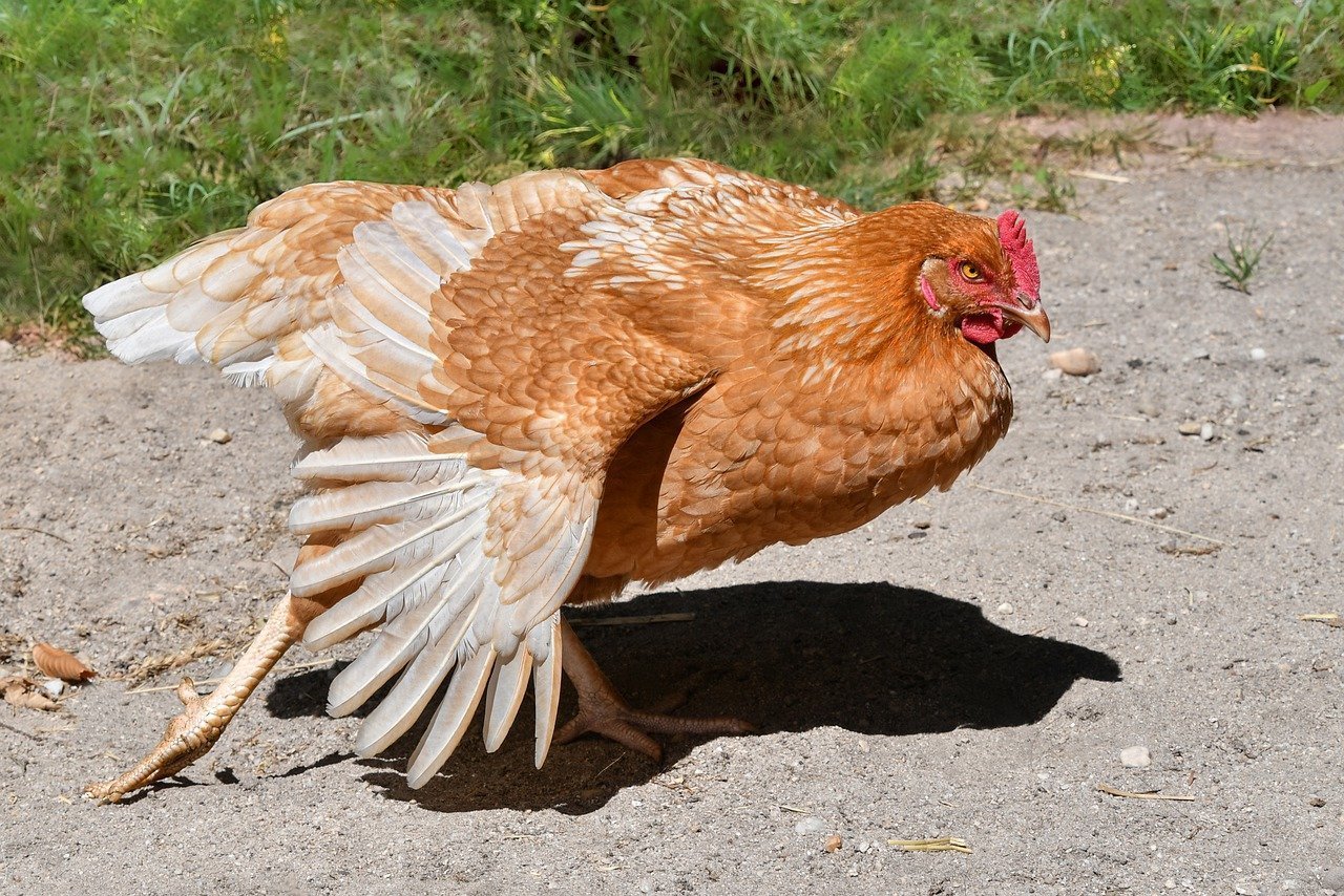 Тульская рыжеперая курица.