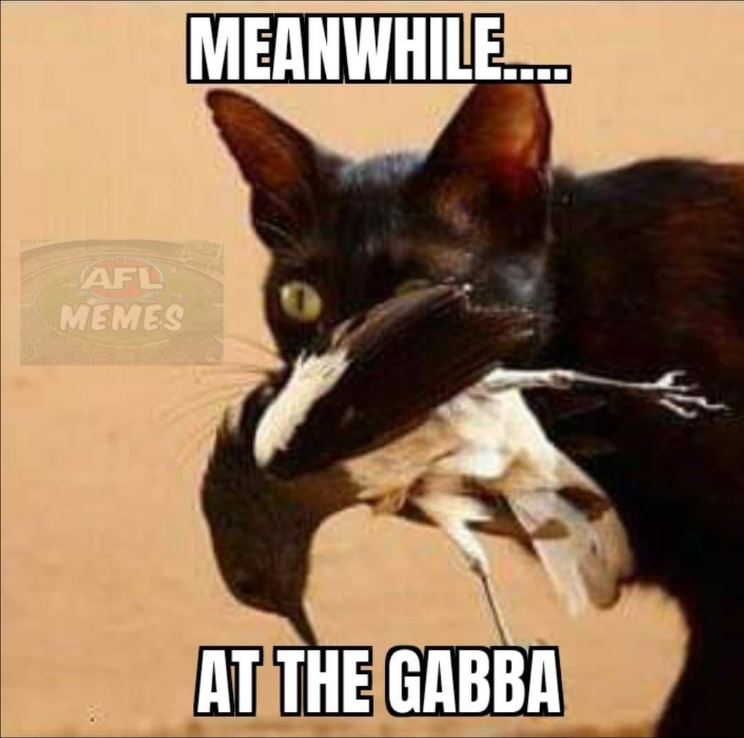 Кошка с добычей в зубах