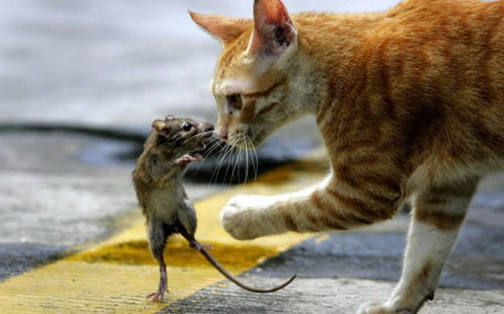 Догони кошку. Кот и мыши. Кошки-мышки. Рыжий кот нападает. Рыжий кот с мышью.