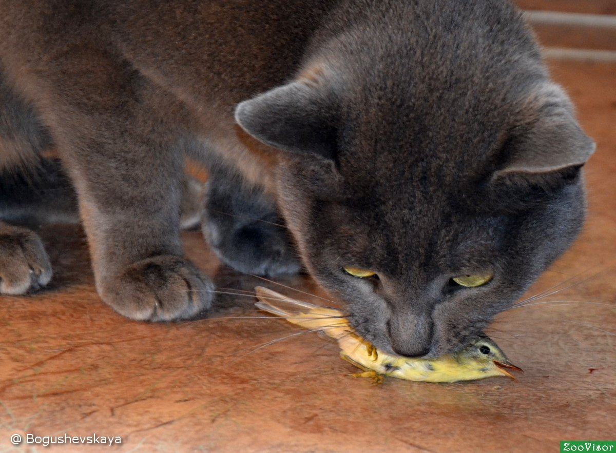 Британский кот с мышкой
