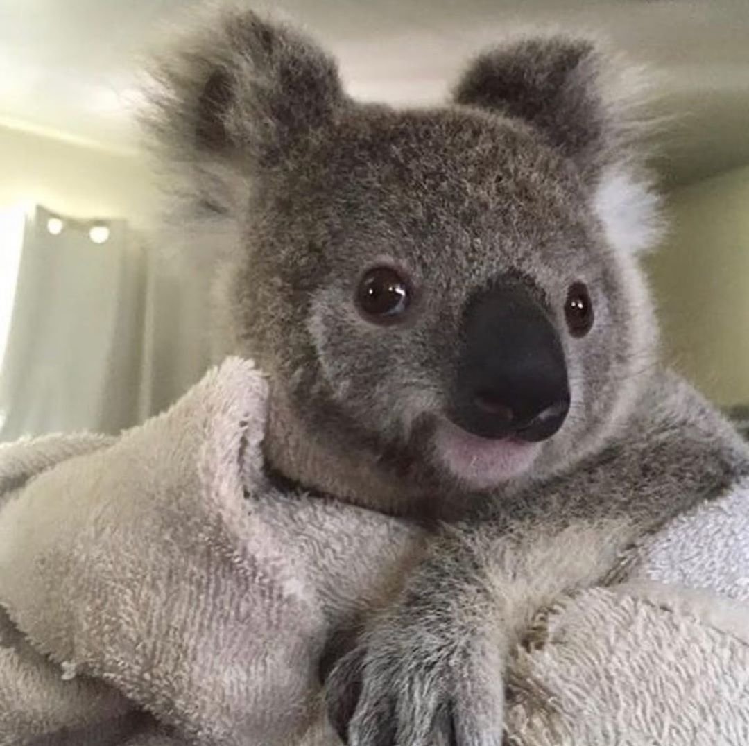 Удивленный коала