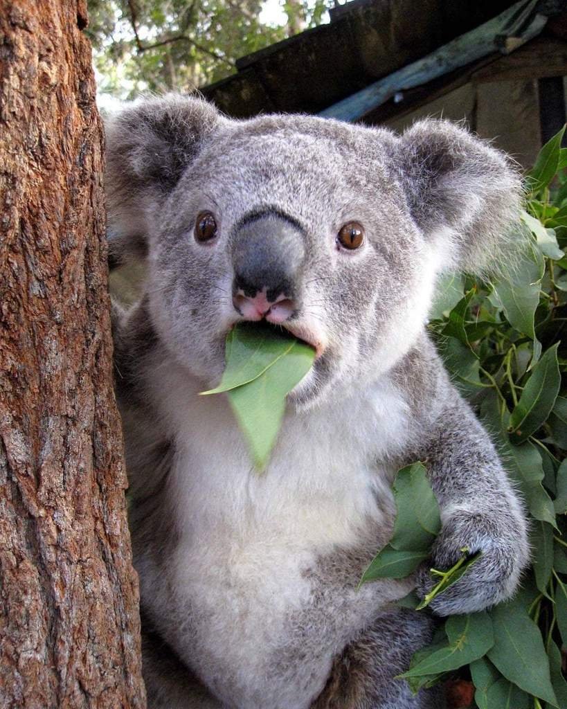 Милые Детеныши животных