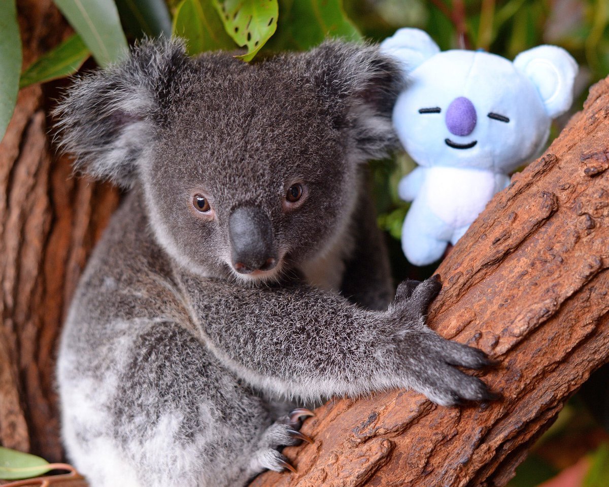Сумчатые животные Австралии коала