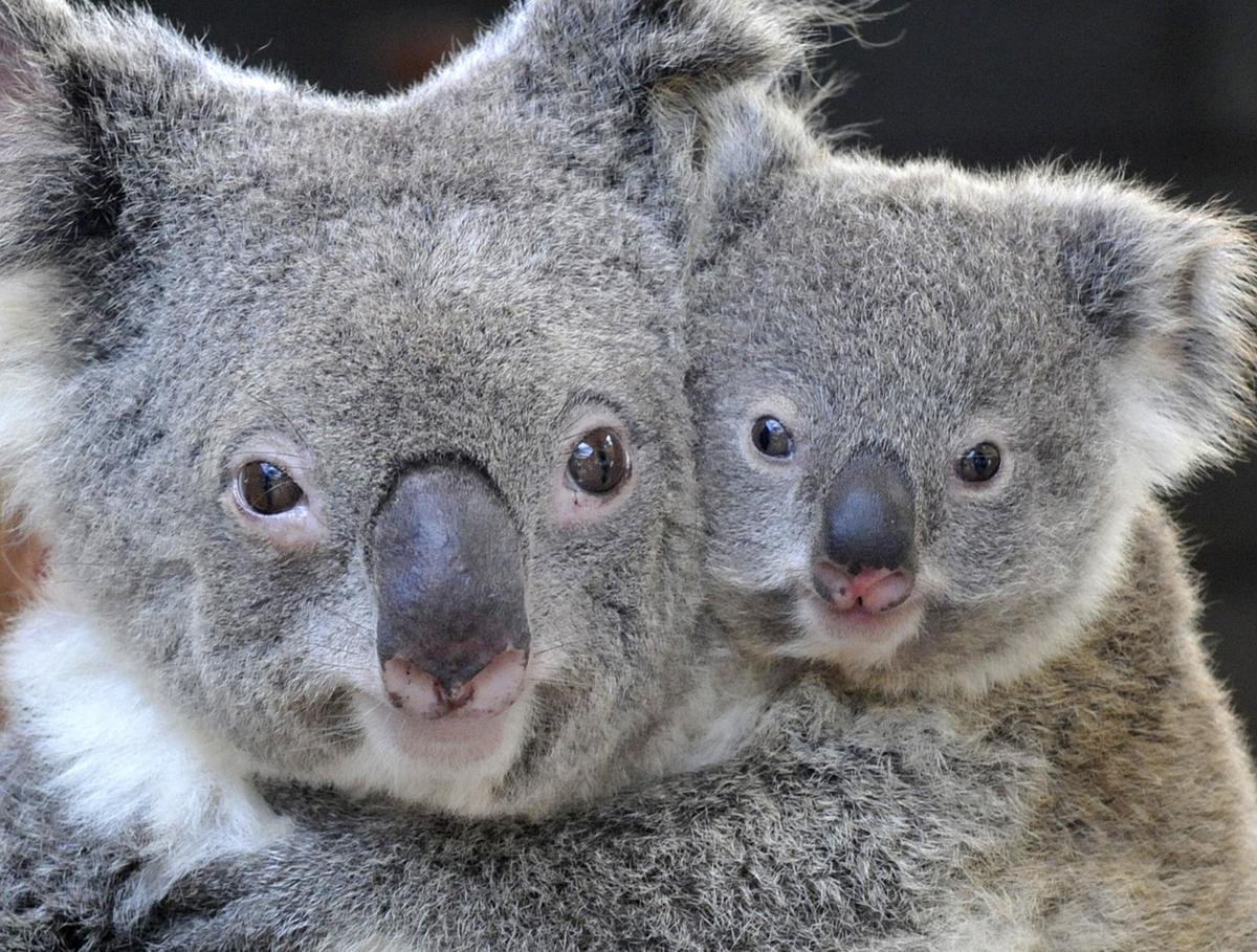 Хвост коалы. Коала. Квинслендский коала. Отряд сумчатые коала.