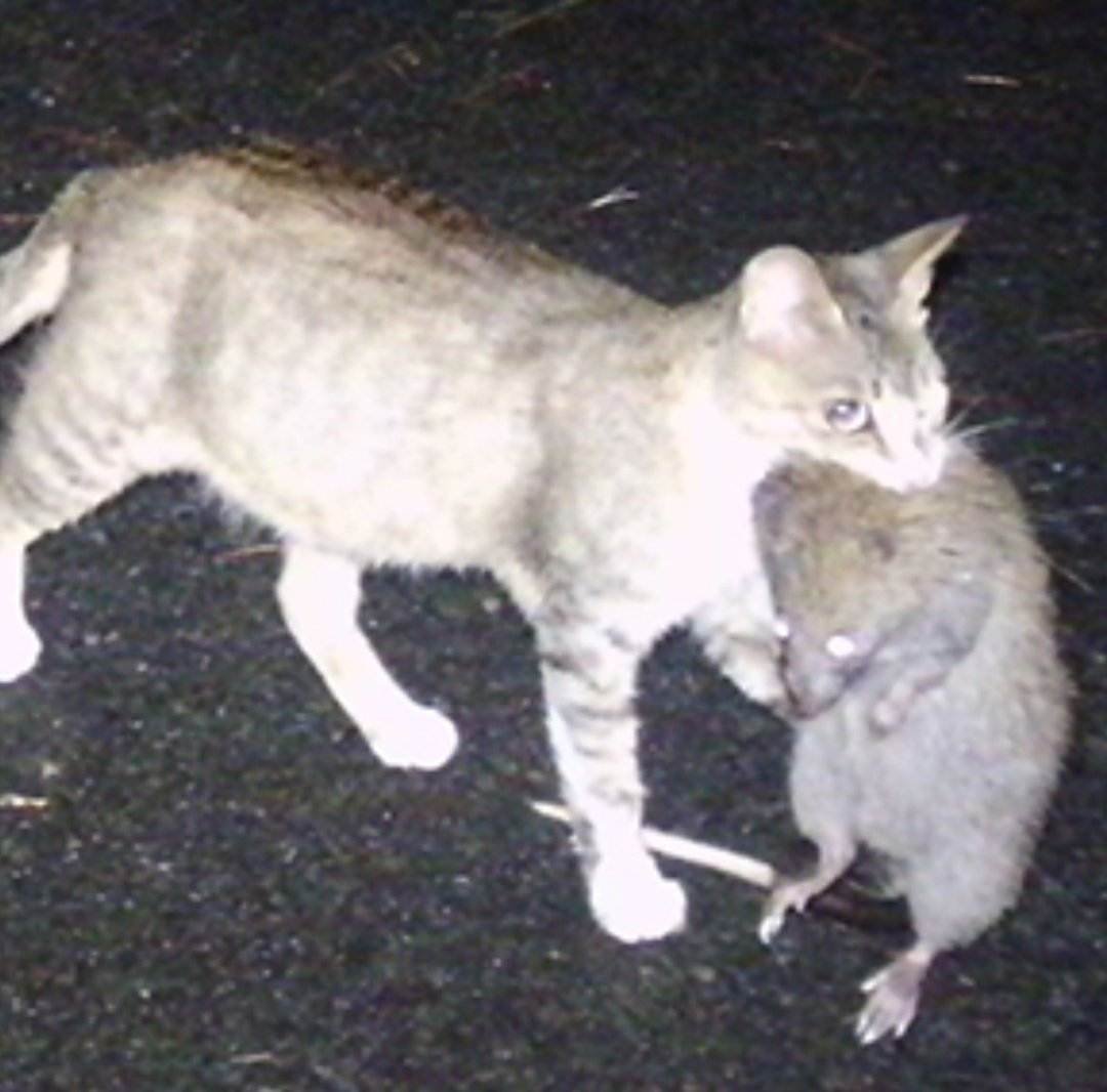 Кот поймал мышку