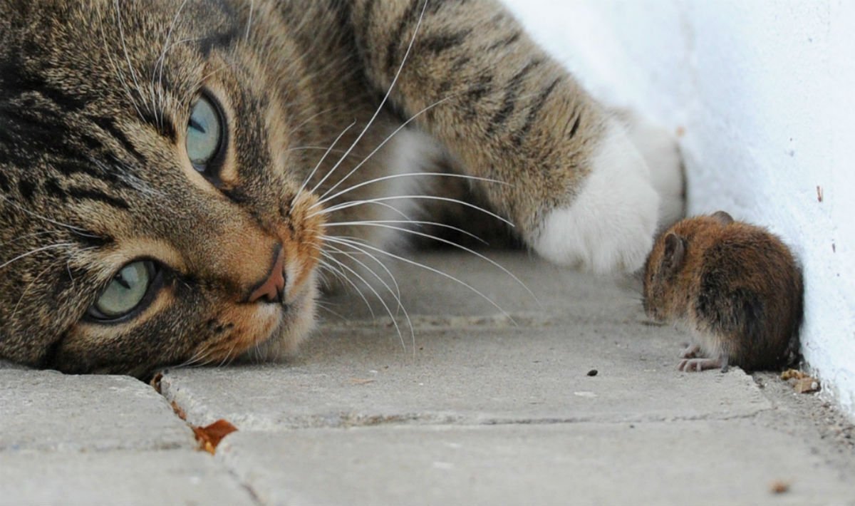 Котенок с мышкой