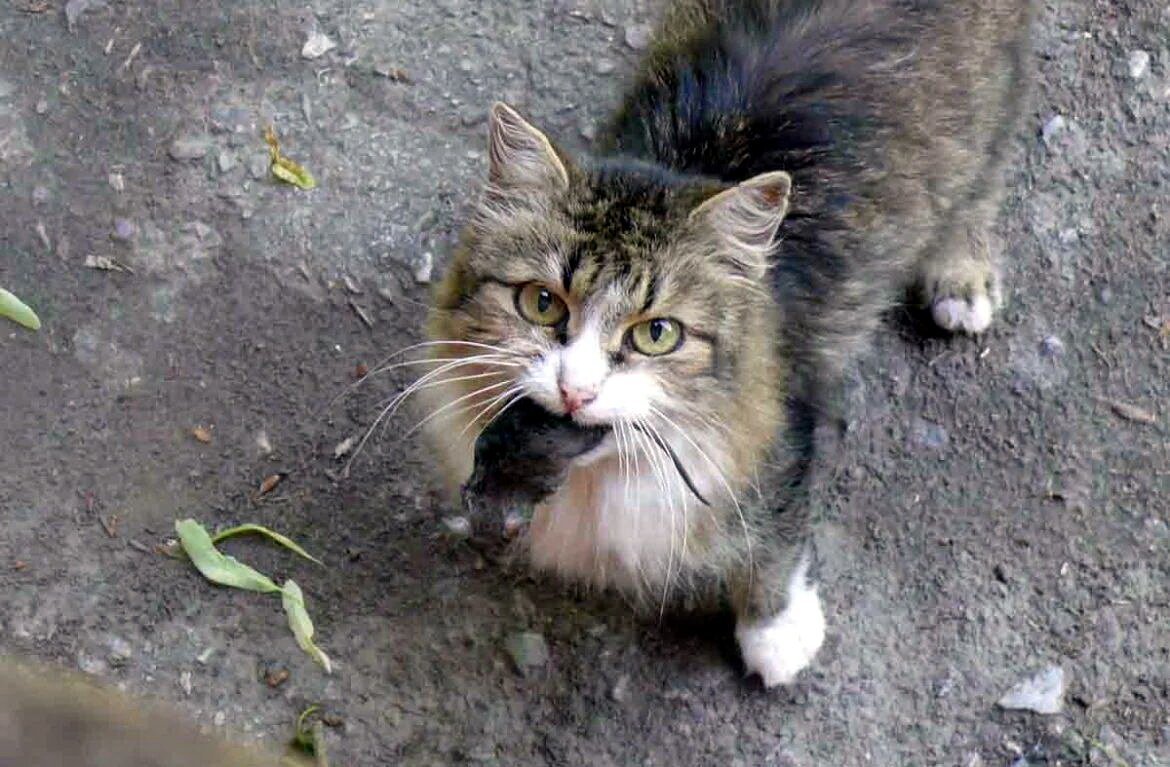 Кошка с добычей