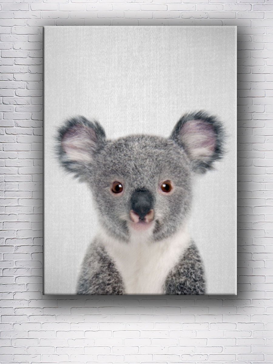 Карликовая коала