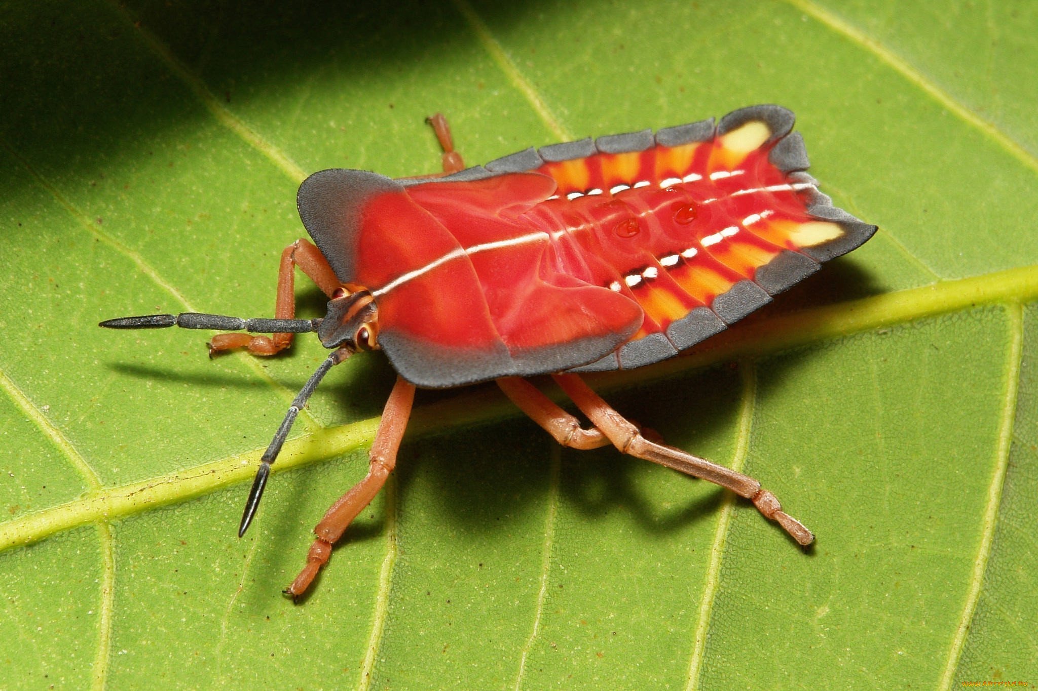 Насекомое пестрое. Жук трубконосик красный. Малазийский богомол-Щитоносец. Phyllodes Imperialis гусеница. Самые необычные насекомые.