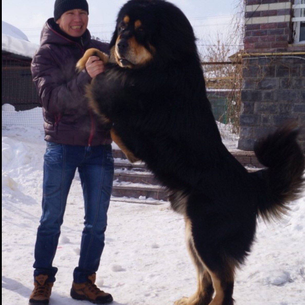 Тибетский мастиф