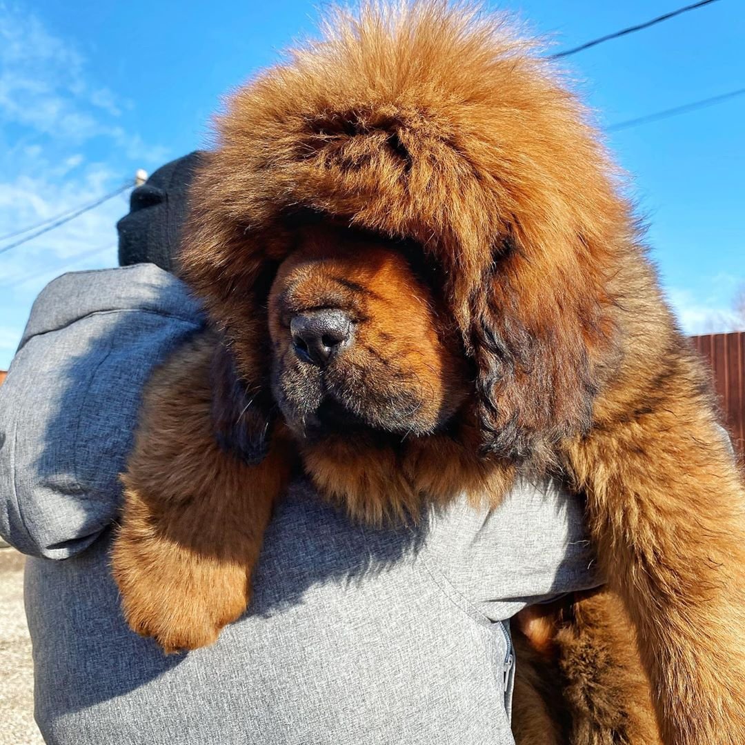 Афганский мастиф