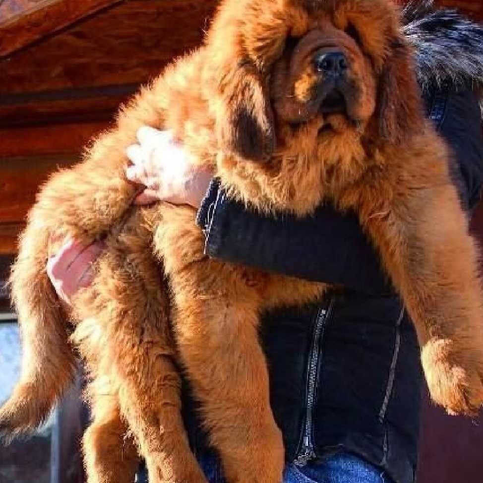 Гигантский тибетский мастиф