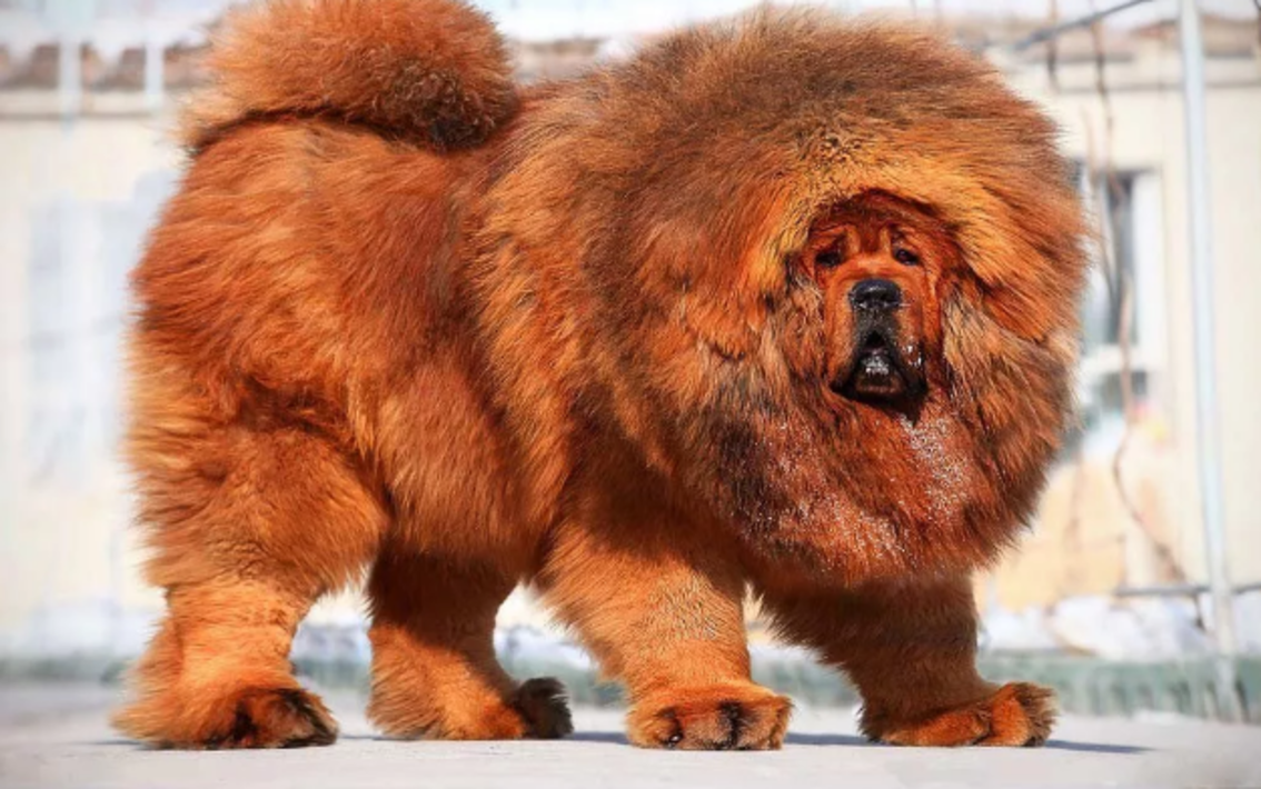 Порода Terre neuve