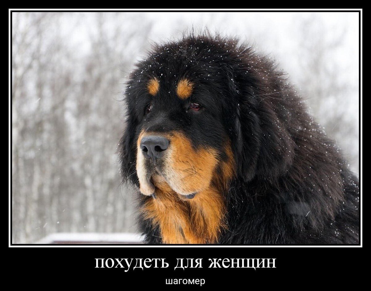 Тибетский мастиф Dommichang 2015