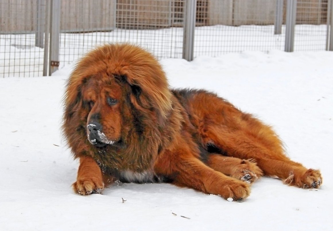 Чау чау большие