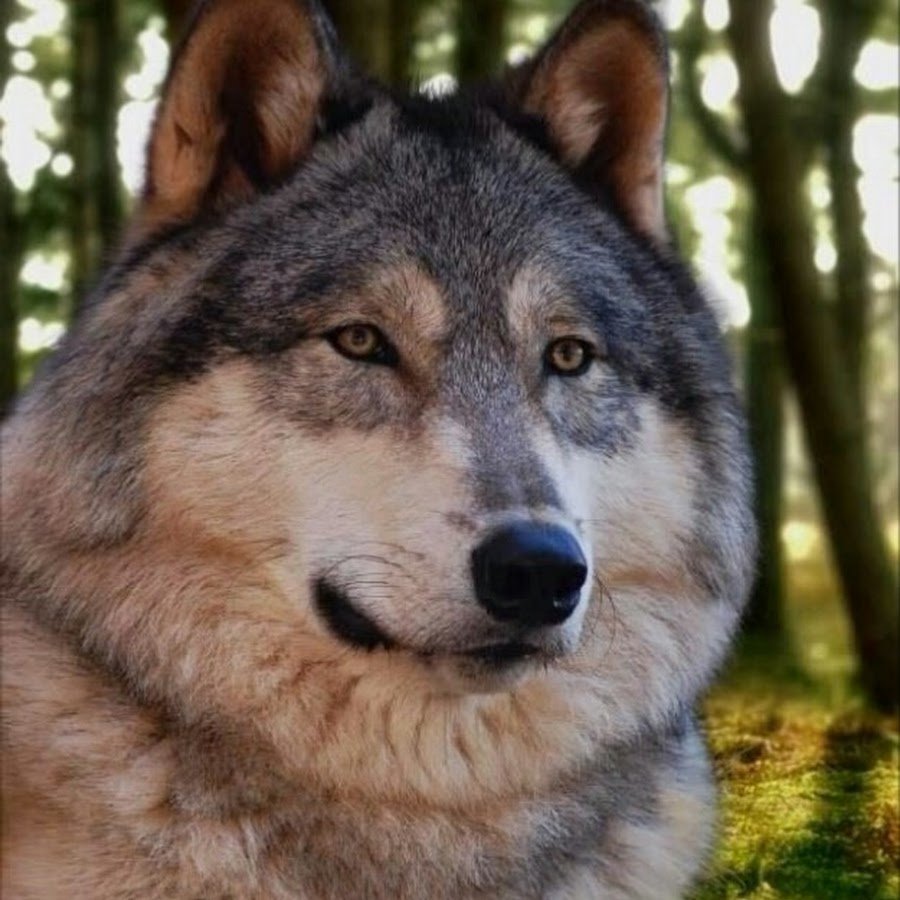 Волкособы овчарка волк