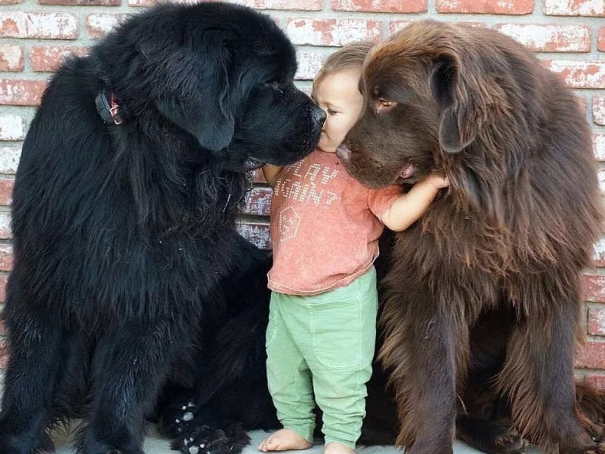 Тибетский мастифф рекордсмен