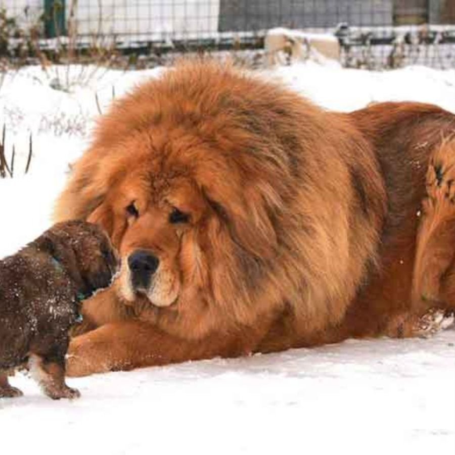 Тибетский мастиф Hong dong