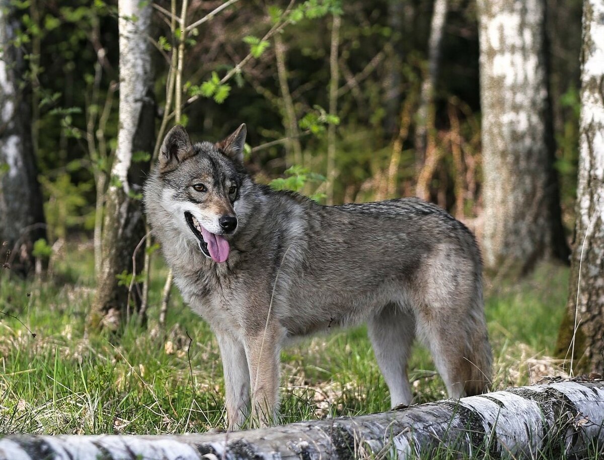 Саарлосский вольфхунд