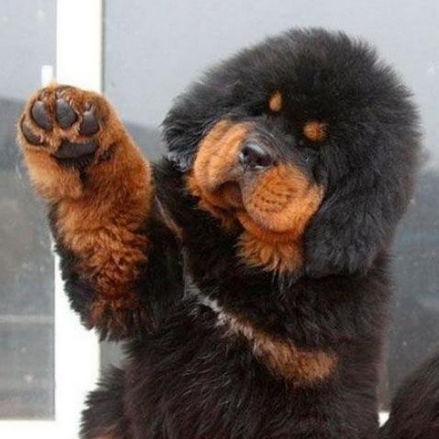 Собака китайский мастиф цена в России в рублях авито