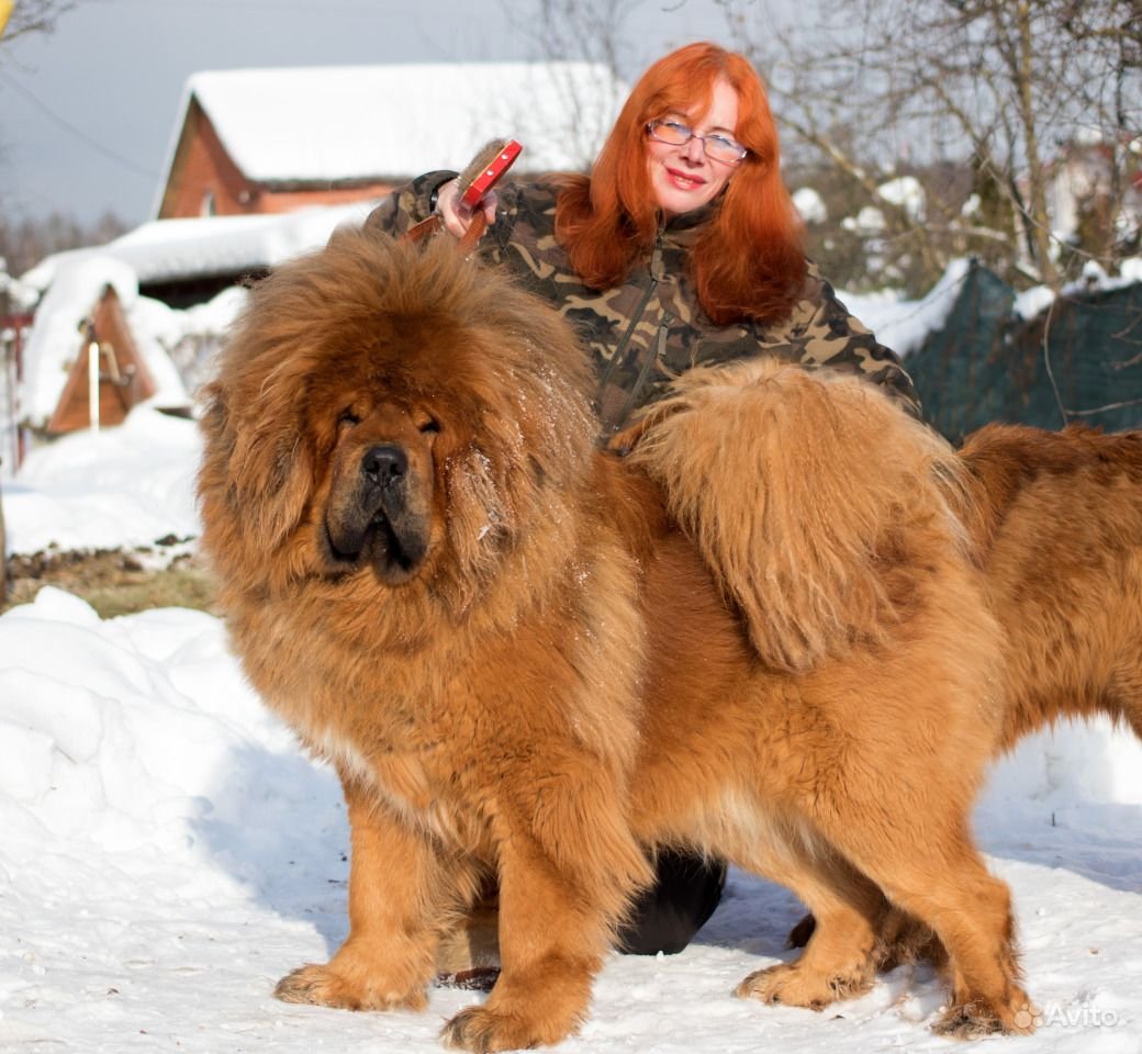 Тибетский мастиф мемы