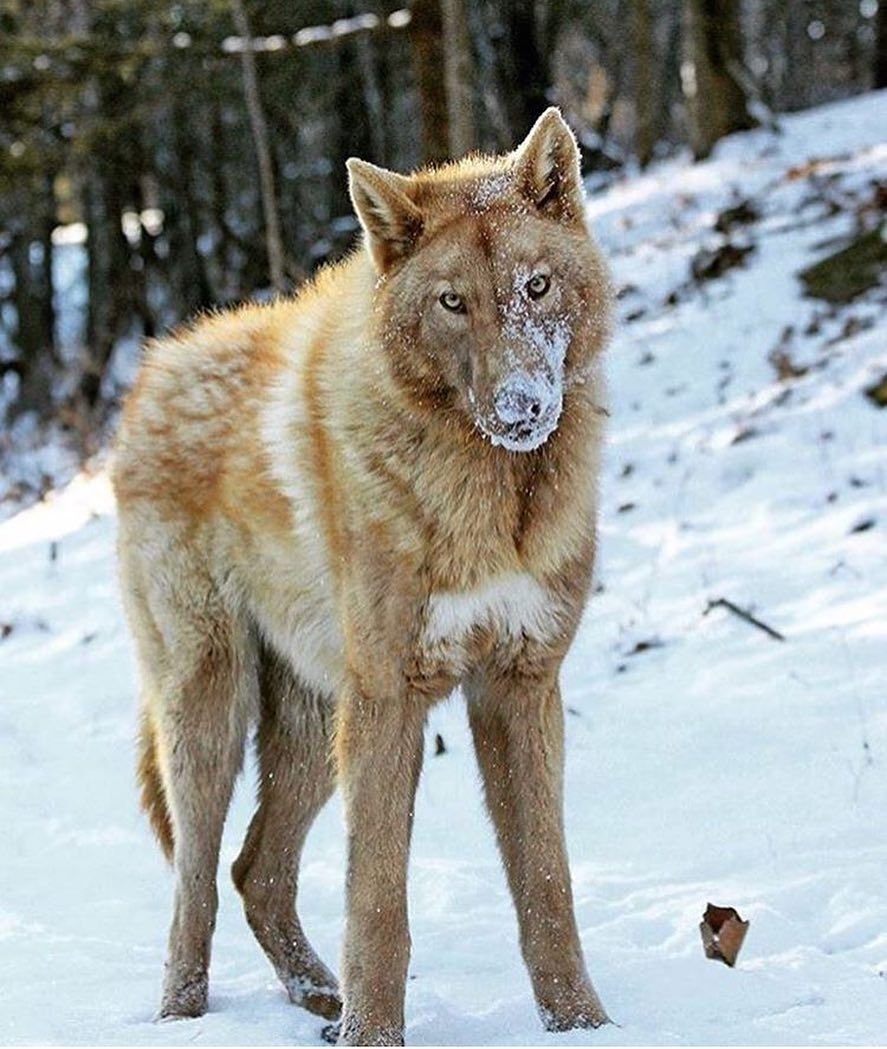 Волкособ хаски волк