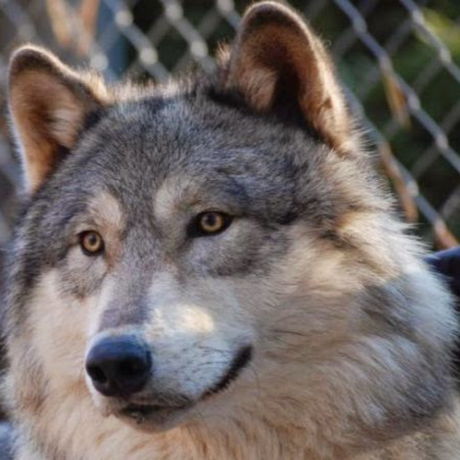 Волчья собака Сарлоса