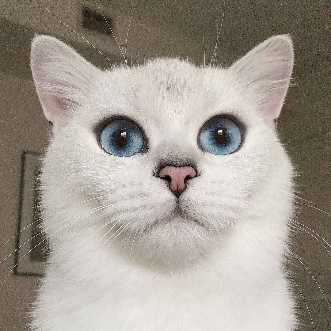 Косоглазый кот злой