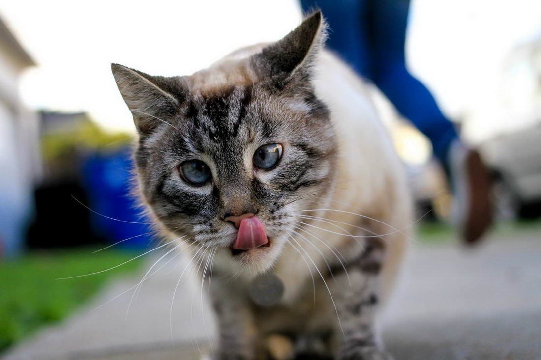 Смешные кошки