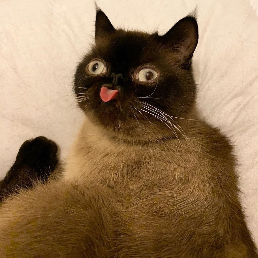 Котики смешные с мухой на носу